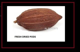 2 Cocoa Closed Dryied Pods Rare Fruit 100 Fresh (deco /education/gift/ Demo)