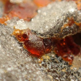 Duxite On Petrified Wood Rare Variety Of Amber Czech Republic