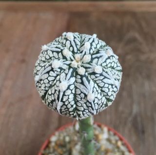 Astrophytum Asterias " Superkabuto V - Type " On Pereskiopsis Rare& Cactus