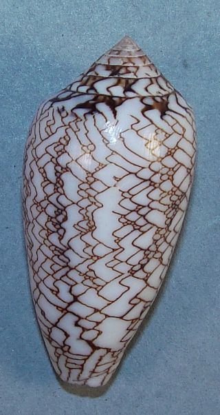 Conus Textile Concatenatus 47.  90mm Choice Rare Specimen Tulear,  Madagascar