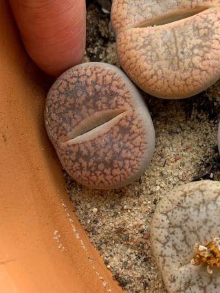 Rare Lithops,  Living Stone,  3 - Year - Old Mature Plant,  Succulent.