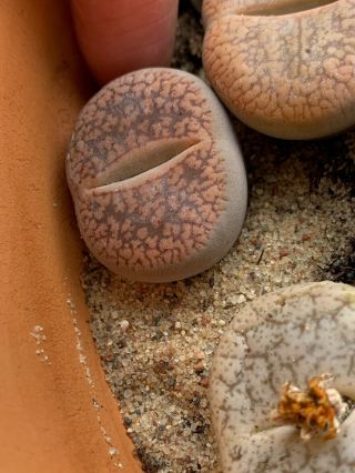 Rare Lithops,  living stone,  3 - year - old mature plant,  succulent. 2