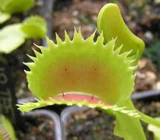 Dionaea Muscipula Crown - Carnivorous Plant Venus Flytrap (rare)