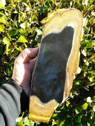 Rare Large Cut Stinking Water Petrified Wood Agate Opal Black Oak Oregon 3lbs