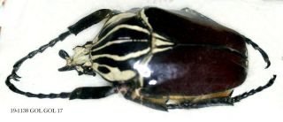 Insect Beetle Coleoptera Cetoniidae Goliathus Goliathus - Rare Dwarf 1138 Gol Gol