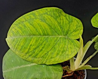 Syngonium Chiapense Rare Aroid Very Cool & Unusual Looks Like Big Philodendron