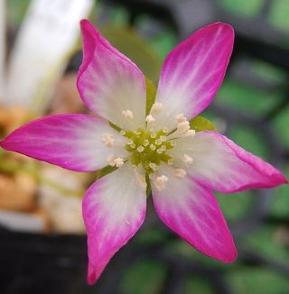 Hepatica Japonica Rare Plant Japanese Flowers 青軸先赤ボカ (single Flower,  No Name)