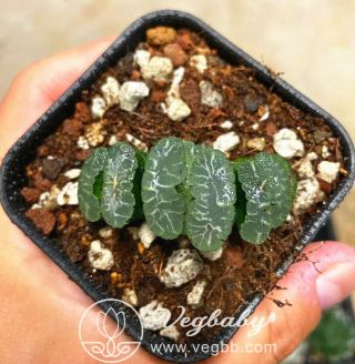 Haworthia Truncata Yuji (ユ・ジ) Rare Succulent Plant In 3 " Pot