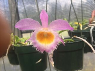 Dendrobium Loddigesii Species Orchid Plant.  Rare Offering Species