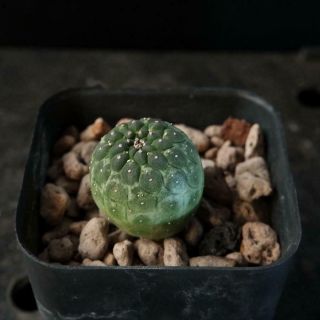 Euphorbia Gymnocalycioides Seed Grow Rare 01 / Succulent