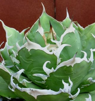 Agave Titanota Fo 076 Thick Bone Spines /cactus/succulent/plant/rare