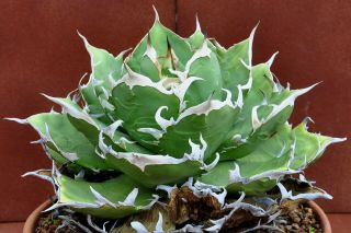 Agave titanota FO 076 thick bone spines /Cactus/succulent/plant/rare 2
