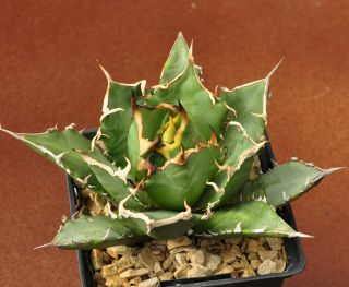Agave titanota FO 076 thick bone spines /Cactus/succulent/plant/rare 3