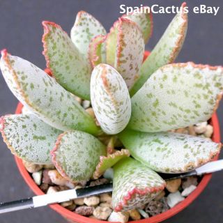 Adromischus Schuldtianus Ssp.  Schuldtianus “spotted” Rare Succulent Plant 13/10