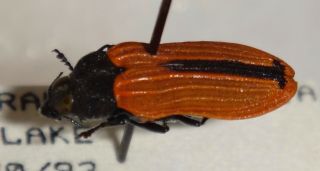 Rare Castiarina Erythroptera Australia Cc Jewel Beetle Buprestid Calodema