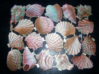 Htf Rare Vintage Embossed Die - Cut Sheet Shells Pearl Finish W.  Hagelberg