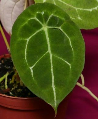 Anthurium Forgetii Rare Velvet Aroid Plant