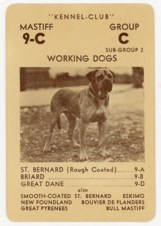 1939 Rare Akc Usa Dog Card English Mastiff American Kennel - Club