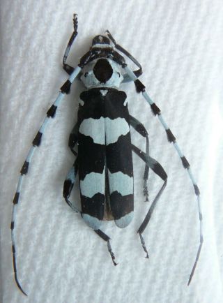 Rosalia Funebris Female 28mm Rare A1 Cerambycidae Beetles
