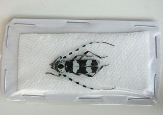 Rosalia funebris female 28mm Rare A1 Cerambycidae Beetles 2