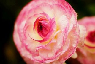 Rare Perennial Ranunculus Bulbs Stunning Impressive Pink Easy Care Garden Flower