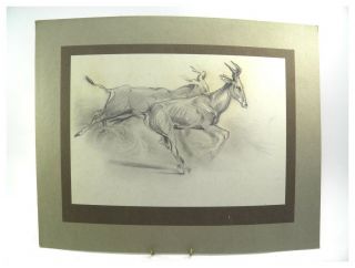 Antique 20th Century Pencil Drawing Portrait Of Running Gazelles By Brian Hook