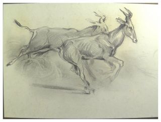Antique 20th century pencil drawing portrait of running gazelles by Brian Hook 2