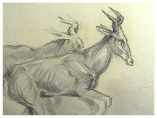 Antique 20th century pencil drawing portrait of running gazelles by Brian Hook 3