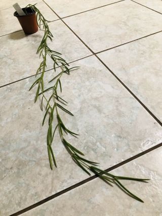 3 Rare Hoya Linearis Wax Plant 33” Longest So Easy And Cute ❤️