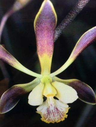 Encyclia Alata X Profusa Division Not Often Seen Rare Orchid Fragrant