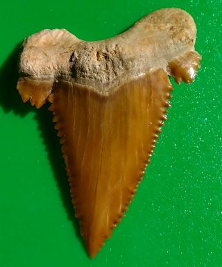 Rare Serrated Fossil Shark Tooth Palaeocarcharodon,  Pygmy White Shark Teeth