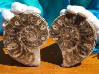 Large Polished Rare Reticulated Ammonite Fossil Pair From Old Stock