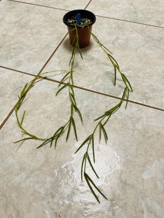 B12 Rare Hoya Linearis Wax Plant 23” Long Double Strands Easy & Cute ❤️