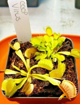 Rare Carnivorous Venus Flytrap Plant " Virus "