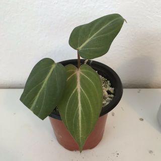 VELVET AROID - Variegated PHILODENDRON GLORIOSUM Rare Aroid Potted Plant 2