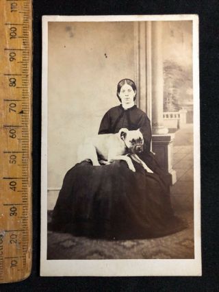 G Antique 1800s G Cooper Hull Bull Terrier Dog Victorian B&w Photo Cabinet Card