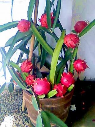Rare Red Flesh Dragon Fruit - One Mature Cuttings 6 " - 7 " Long - Ready To Grow