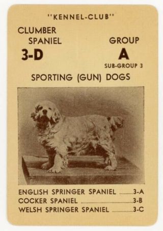 1939 Rare Akc Usa Dog Card Clumber Spaniel American Kennel - Club
