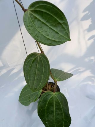 1 Pot,  20 - 22 Inches Rooted Plant Of Hoya Latifolia 1 Rare