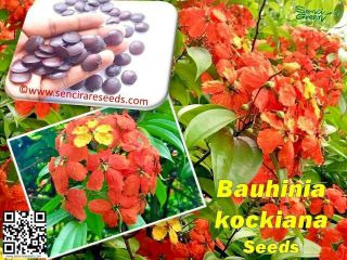 Bauhinia Kockiana Seeds - Inflamed Perennial Flora Climber / 05 Or 10 Seeds Rare