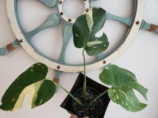 Highly Variegated Thai Constellation MONSTERA Deliciosa Philodendron Rare Aroid 2