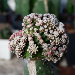 Gymnocalycium Mihanovichii " Montrose " Rare Cactus 26 - 6 - 19