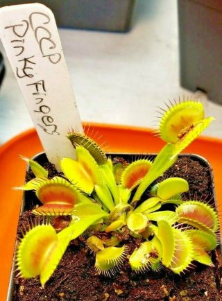 Rare Carnivorous Venus Flytrap Plant " Pinky Fingers "