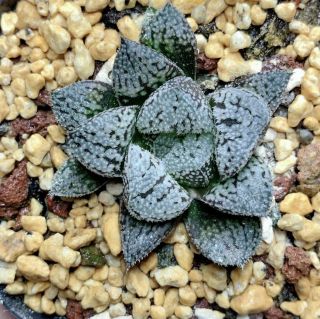 7cm Snow Star Haworthia Comptioniana Succulent Live Plant Home Garden Rare Pot