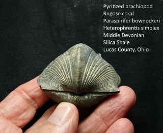 Big Pyritized Devonian Brachiopod With Rare Rugose Coral Attached To Shell