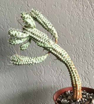 Euphorbia Fimbriata Variegated Rare Succulent Plant Not Cactus