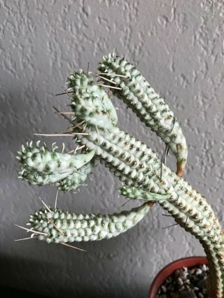 Euphorbia fimbriata variegated rare succulent plant not cactus 2