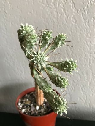 Euphorbia fimbriata variegated rare succulent plant not cactus 3