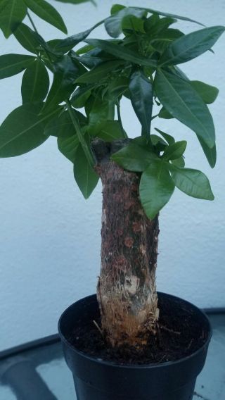 Pachirra Money Tree Stump Live Plant In A 4 Inch Grower 
