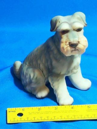 Antique - Vtg Bisque Porcelain Schnauzer Dog Figure Large 6 " Tall Seated Japan